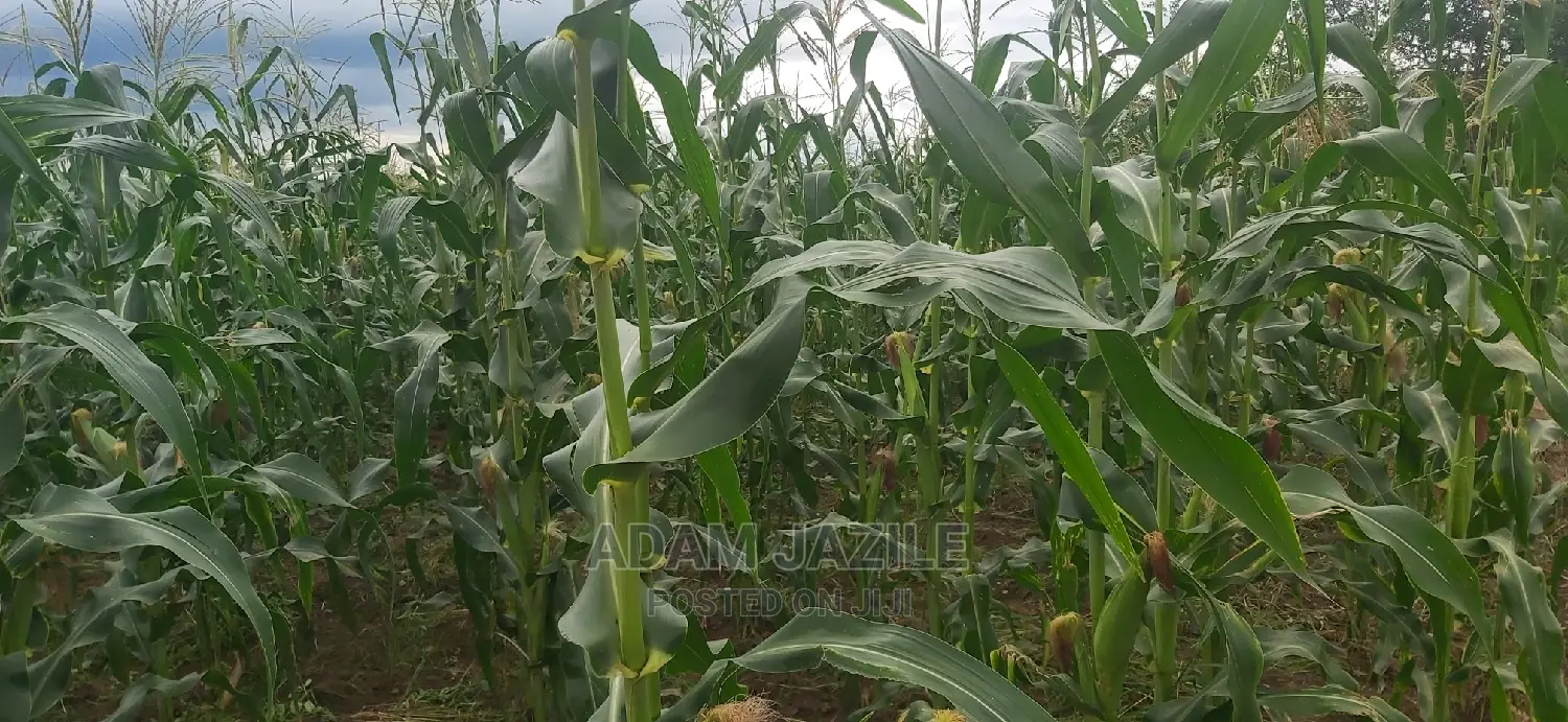 Shamba Linauzwa Bago Kiwangwa