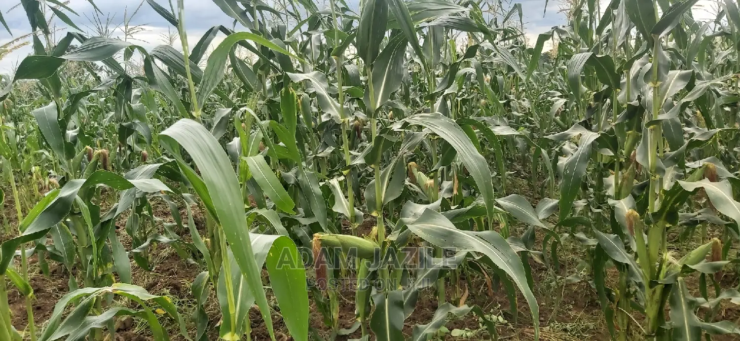 Shamba Linauzwa Bago Kiwangwa