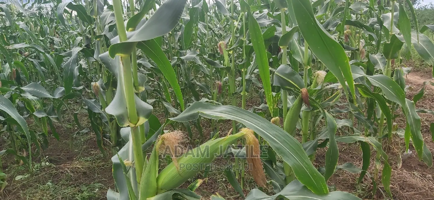 Shamba Linauzwa Bago Kiwangwa