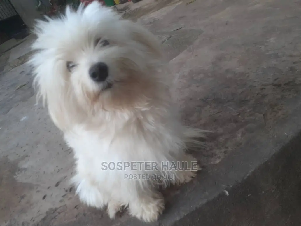 3-6 months Male Purebred Maltese