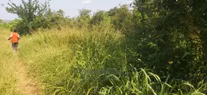 Shamba Ekari 2 La Kulima Nanasi Linauzwa Kiwangwa Msinune