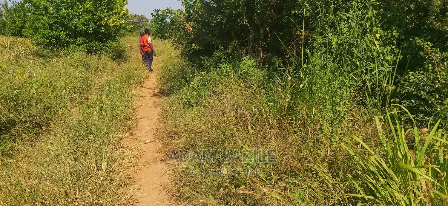 Shamba Ekari 2 La Kulima Nanasi Linauzwa Kiwangwa Msinune