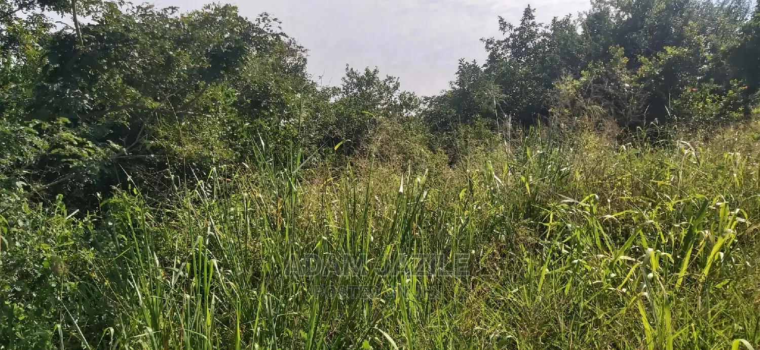 Shamba Ekari 2 La Kulima Nanasi Linauzwa Kiwangwa Msinune