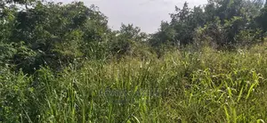 Shamba Ekari 2 La Kulima Nanasi Linauzwa Kiwangwa Msinune