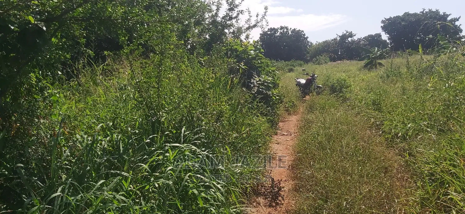 Shamba Ekari 2 La Kulima Nanasi Linauzwa Kiwangwa Msinune