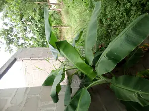 A Plot for Sale Kibaha Kwa Mathias