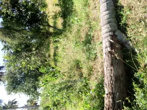 Kiwanja Kinauzwa,Kibaha Mwenda Pole