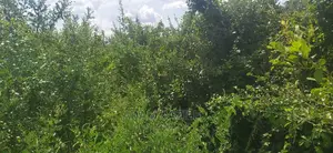 Shamba La Ekari 50 Linauzwa Mbwewe Bagamoyo Pwani