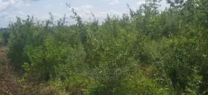Shamba La Ekari 50 Linauzwa Mbwewe Bagamoyo Pwani