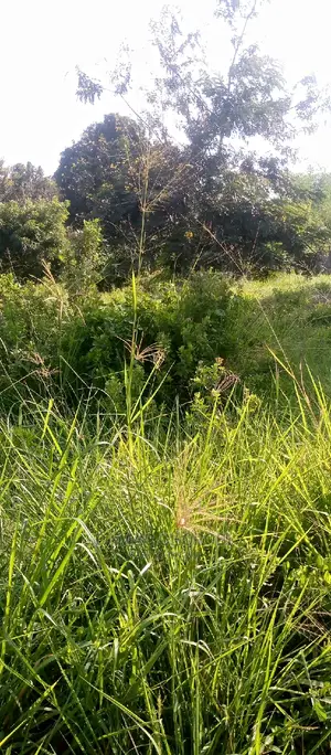 Acre 5 for Sale Bago Kiwangwa