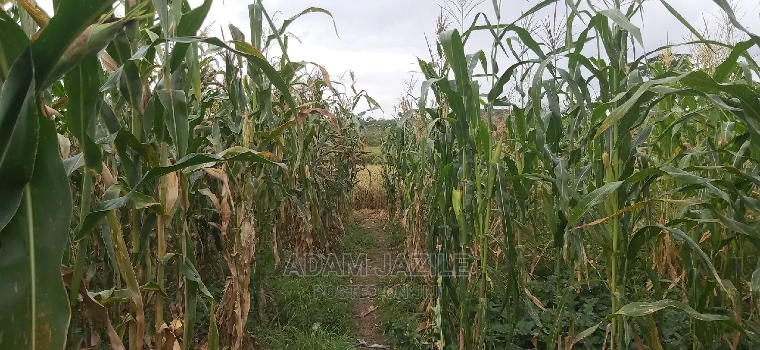 Shamba La Ekari 300 Linauzwa Kiwangwa Mwetemo