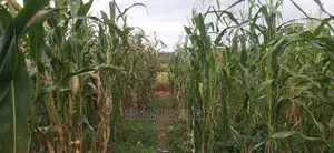 Shamba La Ekari 300 Linauzwa Kiwangwa Mwetemo