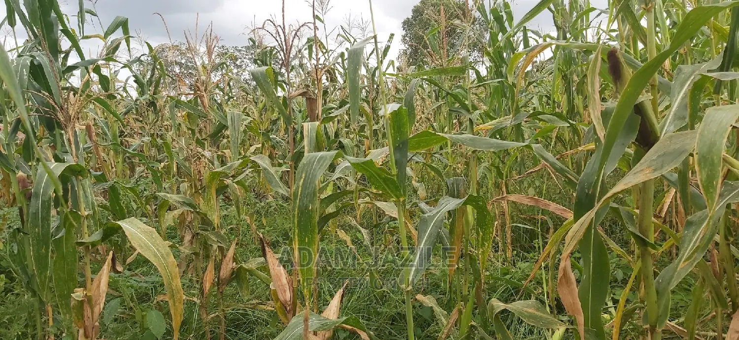 Shamba La Ekari 300 Linauzwa Kiwangwa Mwetemo