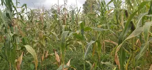 Shamba La Ekari 300 Linauzwa Kiwangwa Mwetemo
