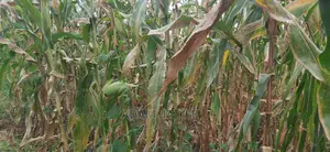 Shamba La Ekari 300 Linauzwa Kiwangwa Mwetemo
