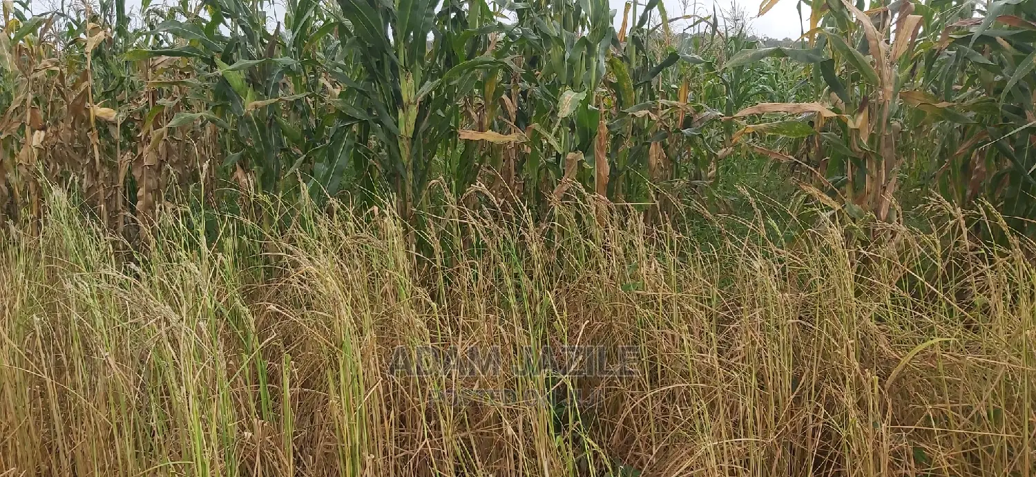 Shamba La Ekari 300 Linauzwa Kiwangwa Mwetemo