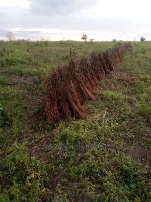 Acre 100 Zipo Barabarani Kabisa