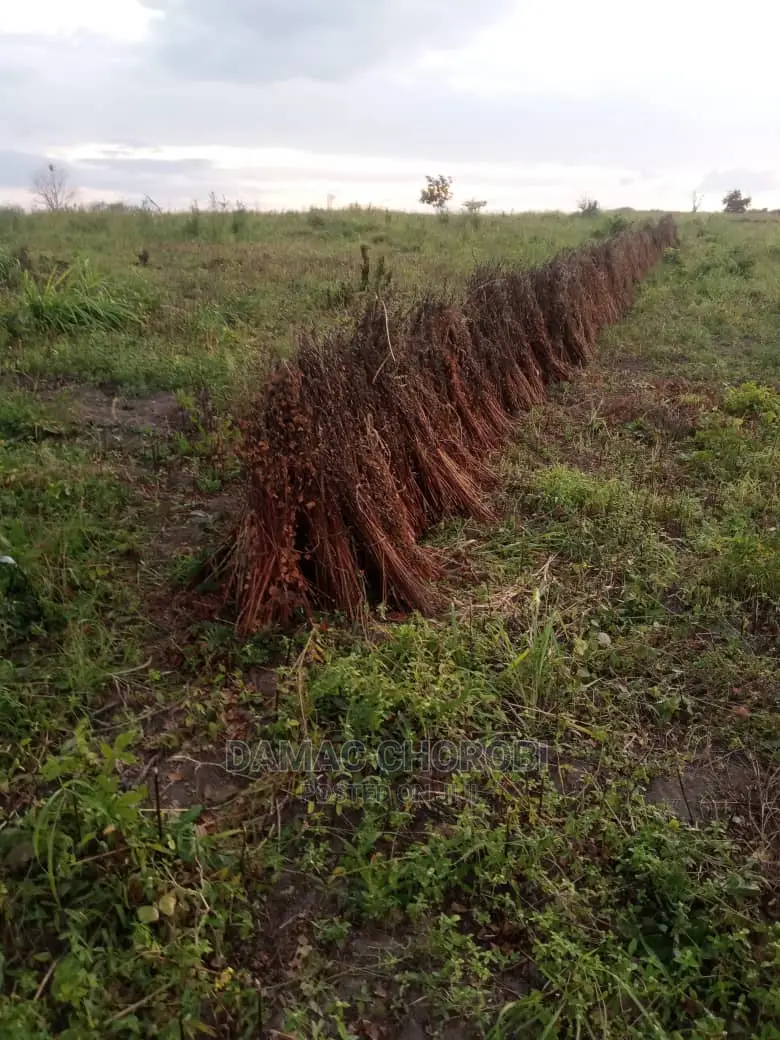 Acre 100 Zipo Barabarani Kabisa
