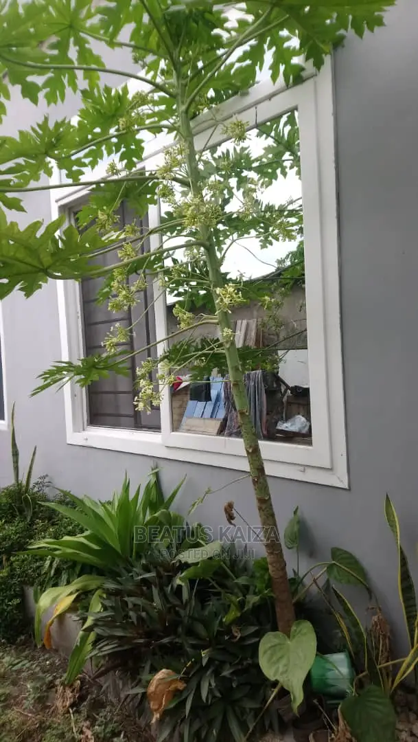 1bdrm Apartment in Kinondoni Bakwata for rent