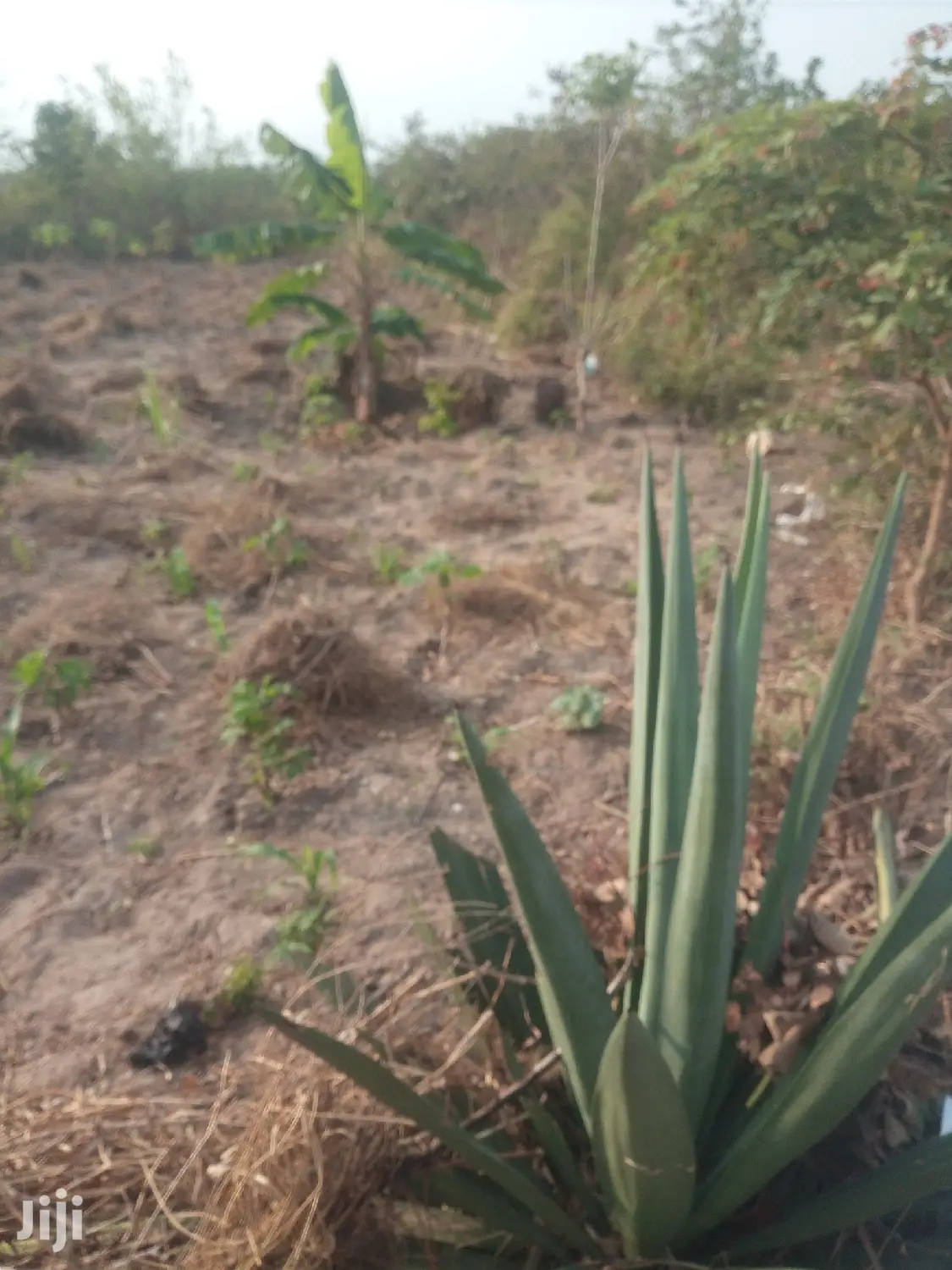Kiwanja Kinauzwa