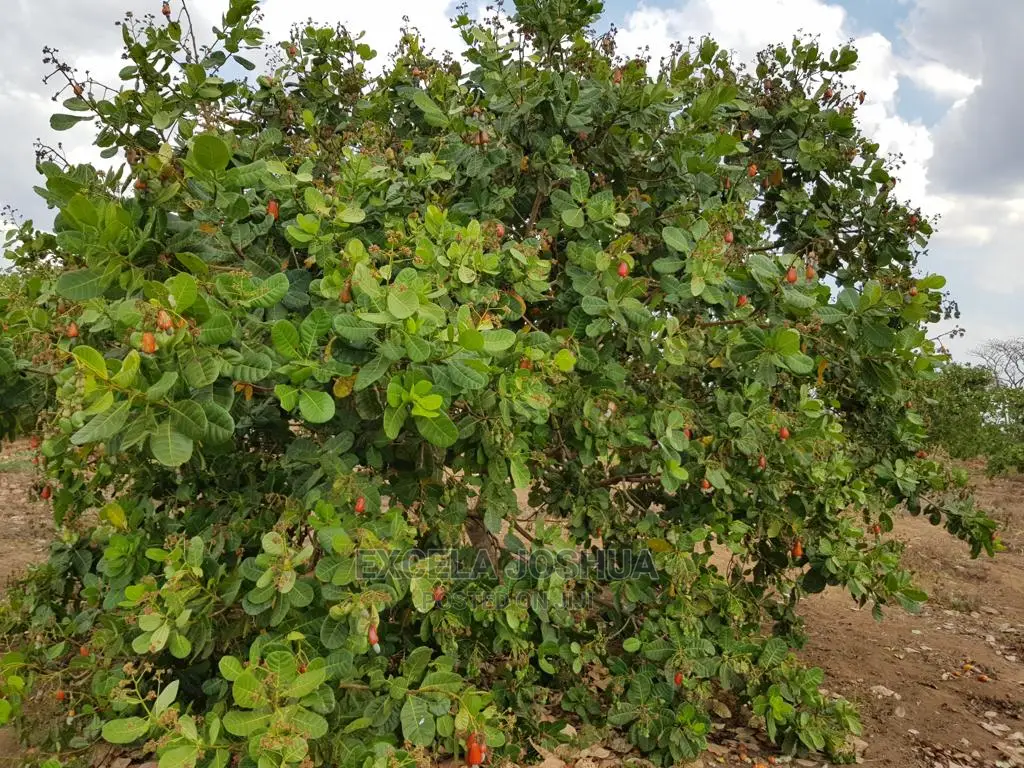 Shamba Linauzwa Farm17 Nachingwea