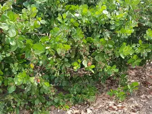 Shamba Linauzwa Farm17 Nachingwea