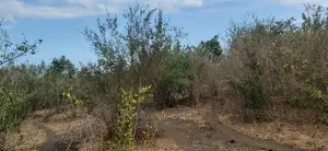 Shamba Linauzwa Bagamoyo