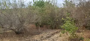 Shamba Linauzwa Bagamoyo