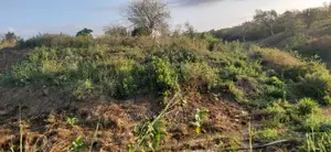 Shamba Linauzwa Bagamoyo