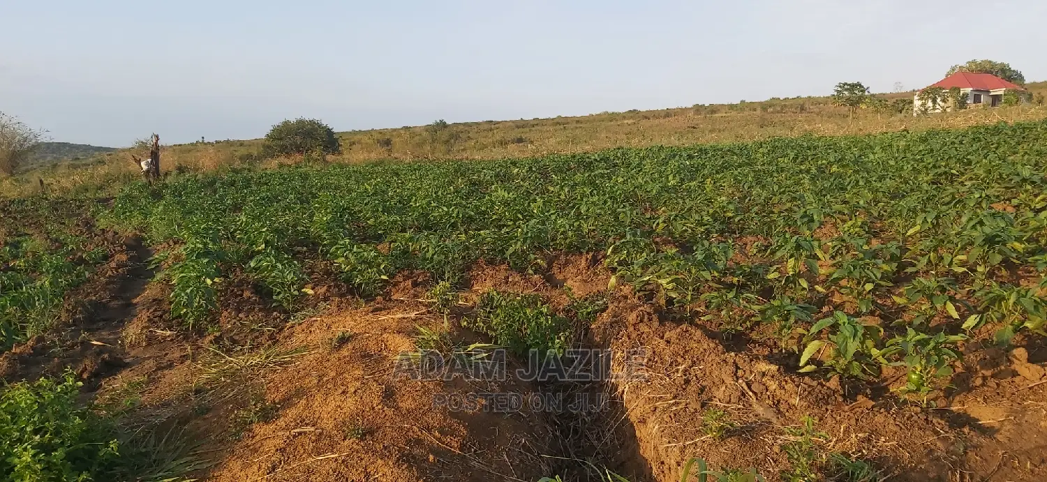 Shamba La Mtoni Linauzwa Kiwangwa Mwetemo