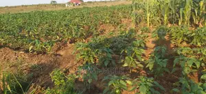 Shamba La Mtoni Linauzwa Kiwangwa Mwetemo