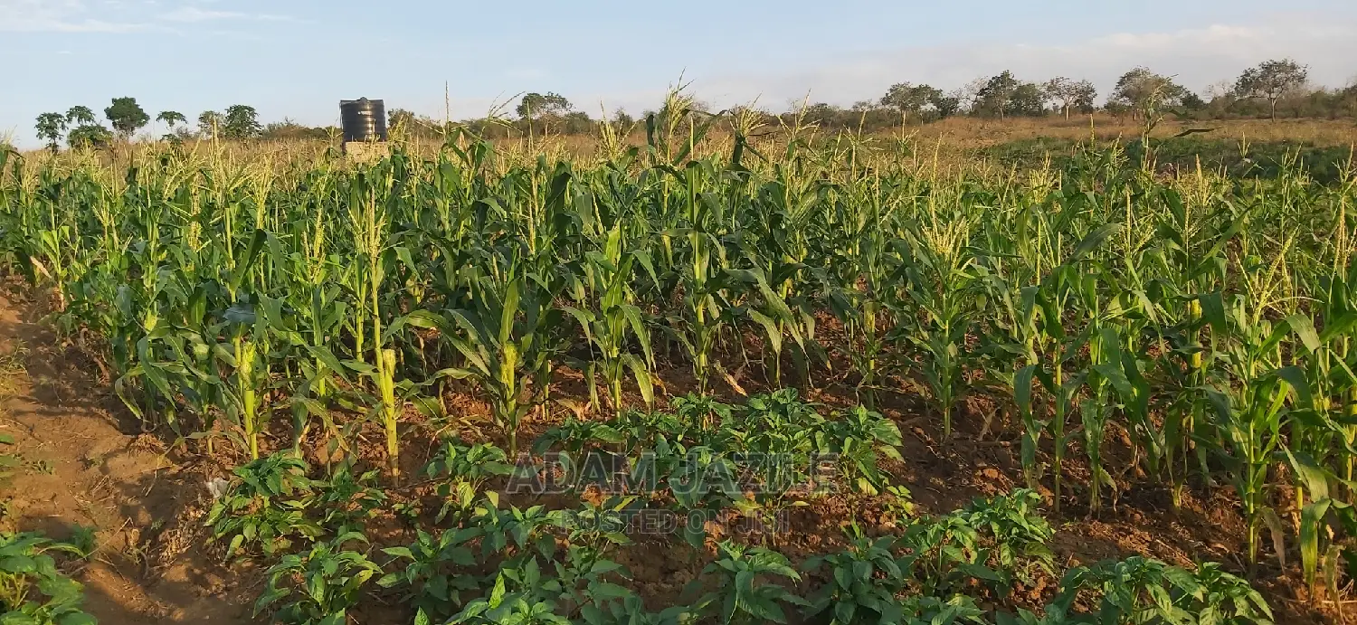 Shamba La Mtoni Linauzwa Kiwangwa Mwetemo
