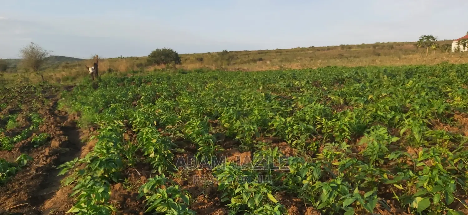 Shamba La Mtoni Linauzwa Kiwangwa Mwetemo
