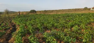 Shamba La Mtoni Linauzwa Kiwangwa Mwetemo