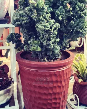 Flower Pots
