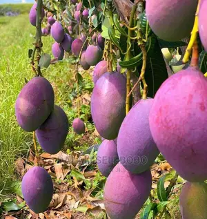 Plot Heka 1450 Sale at Dumila