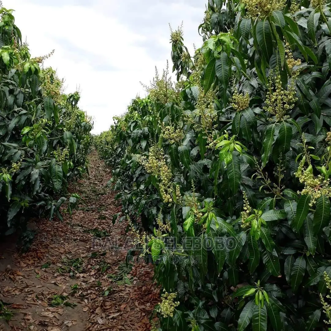 Plot Heka 1450 Sale at Dumila