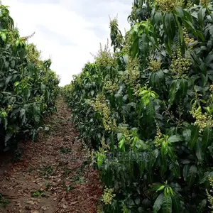 Plot Heka 1450 Sale at Dumila