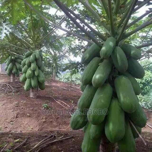 Plot Heka 1450 Sale at Dumila