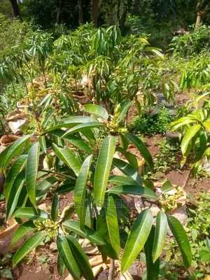 Plot Heka 1450 Sale at Dumila