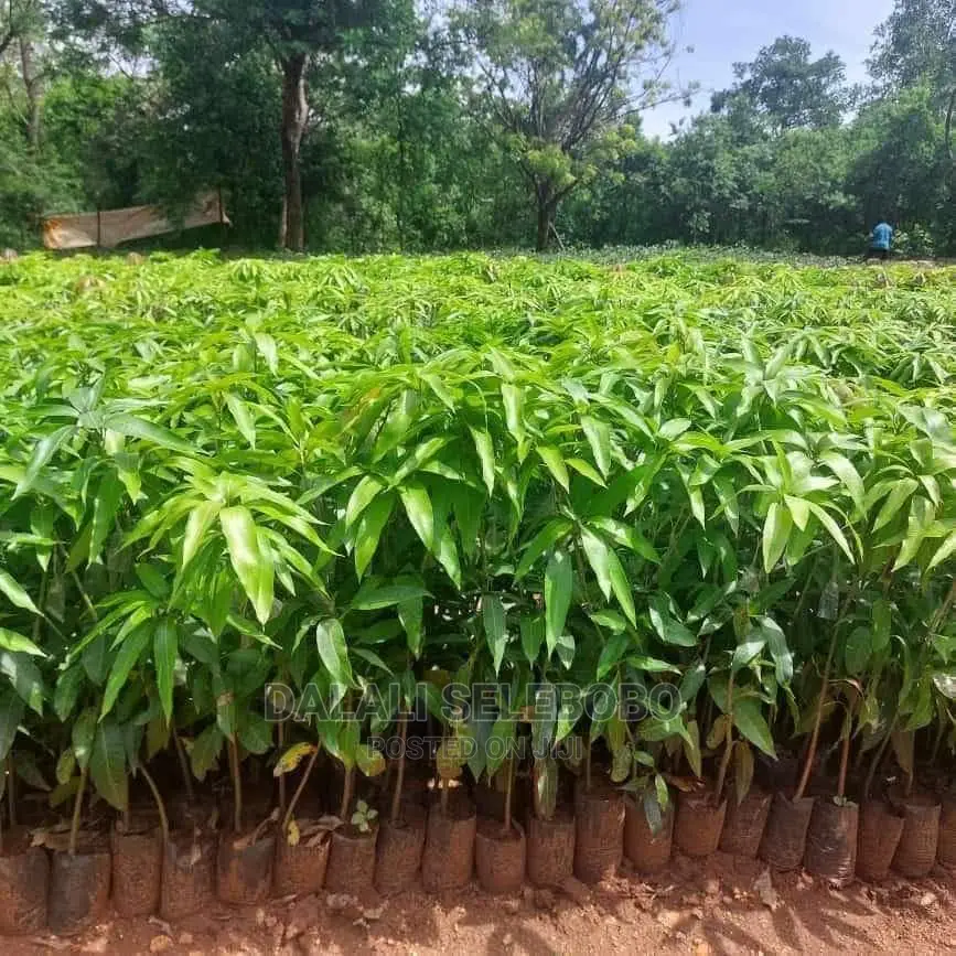 Plot Heka 1450 Sale at Dumila