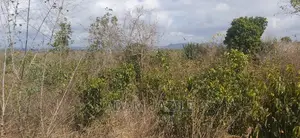 Shamba La Ekari 20 Linauzwa Bago Kiwangwa