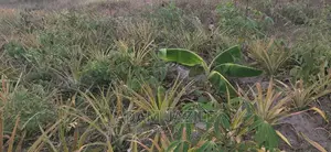 Shamba La Nanasi Ekari 3 Linauzwa Kiwangwa