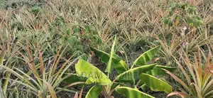 Shamba La Nanasi Ekari 3 Linauzwa Kiwangwa
