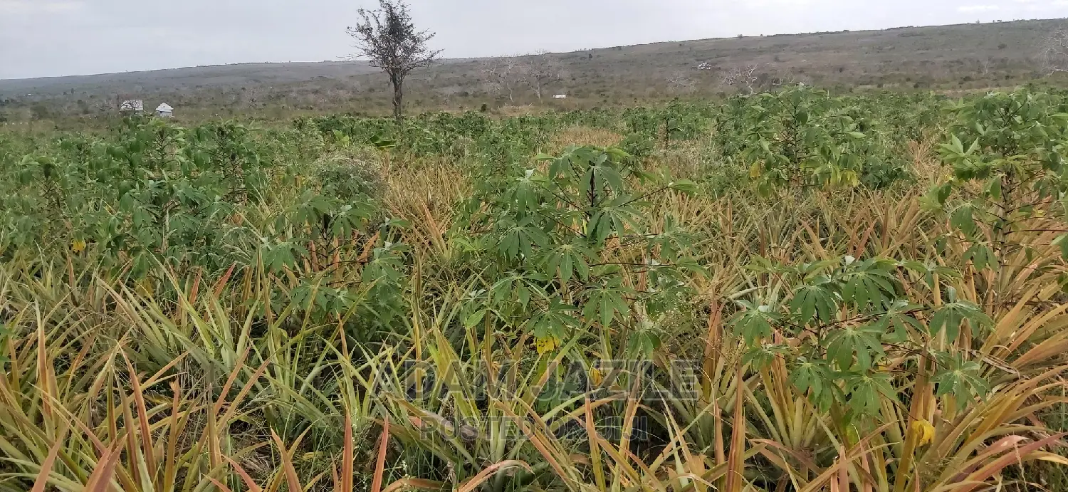 Shamba La Nanasi Ekari 3 Linauzwa Kiwangwa