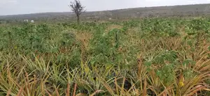 Shamba La Nanasi Ekari 3 Linauzwa Kiwangwa