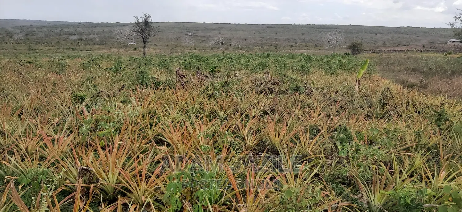 Shamba La Nanasi Ekari 3 Linauzwa Kiwangwa