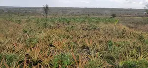 Shamba La Nanasi Ekari 3 Linauzwa Kiwangwa