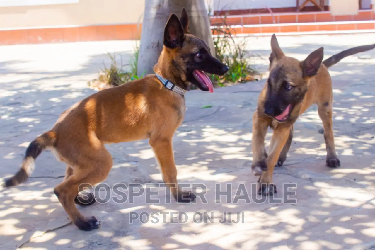 1-3 months Male Purebred Belgian Malinois