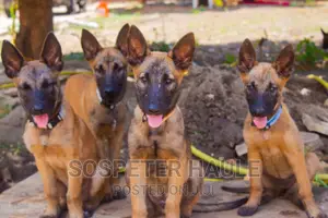 1-3 months Male Purebred Belgian Malinois